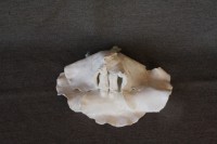 /album/fotogalerij-fotogalerij/img-3909-jpg/